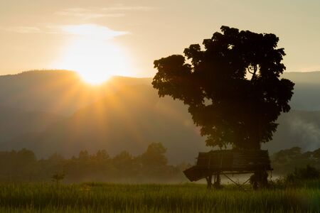 Sunset in fieldの写真素材