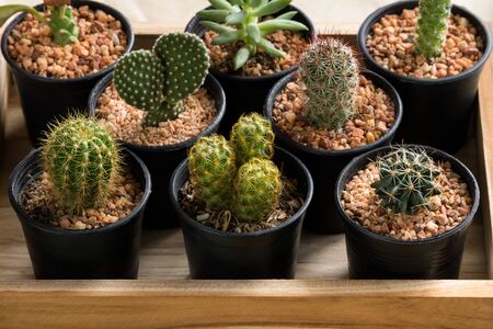 The cactus in pot on wooden boxの写真素材