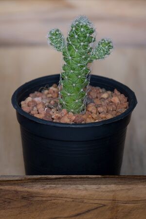 The cactus in pot on wooden boxの写真素材