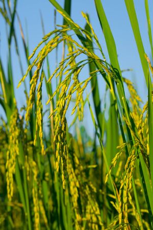 Ear of paddy rice on field.の写真素材