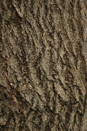 Old Wooden bark textureの写真素材