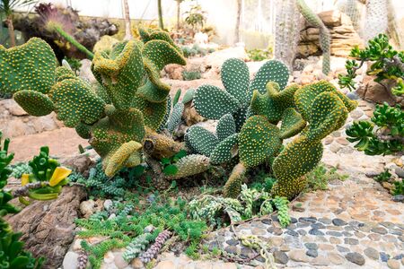 Cactus gardenの写真素材