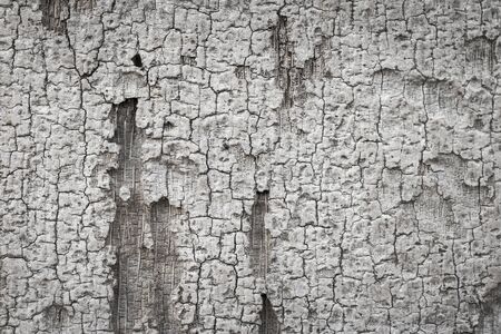 Wooden bark textureの写真素材