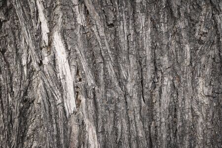 Wooden bark texture