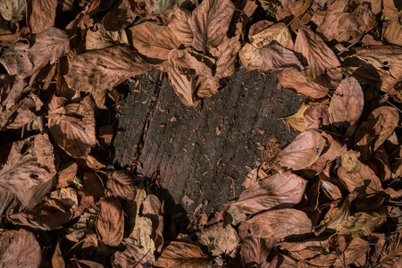 Heart shape from dry leaves on wooden backgroundの写真素材