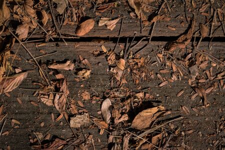 Wooden background with dry leaves and branchの写真素材