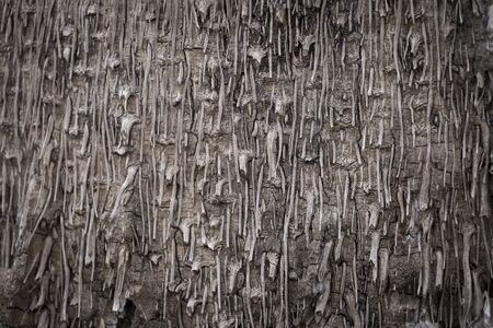 Wooden bark textureの写真素材