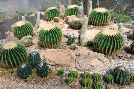 Cactus gardenの写真素材