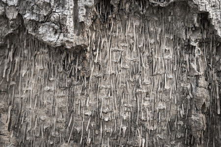 Wooden bark textureの写真素材