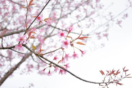 Wild Himalayan Cherryの写真素材