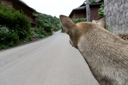 Dog waiting on streetの写真素材