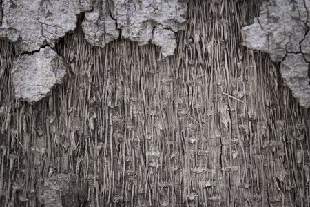 Wooden bark textureの写真素材