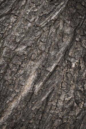 The texture of the old wooden bark