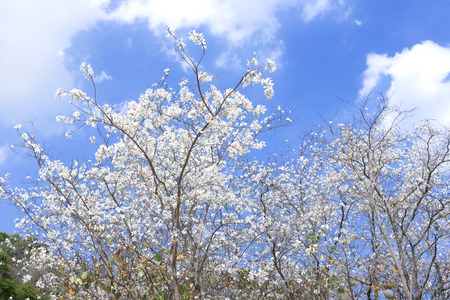 White flower tree Bauhinia variegata with blue skyの写真素材