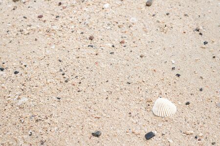 Sea shell and sand. Summer beach background.の写真素材