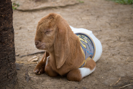 Young lovely goat sleeping near the treeの写真素材