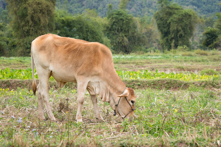 Cow standing on the green field farmの写真素材