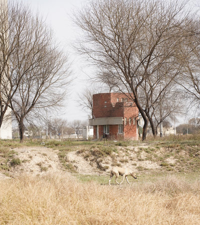 Abandoned factory building in the middle of a field with sheepの写真素材