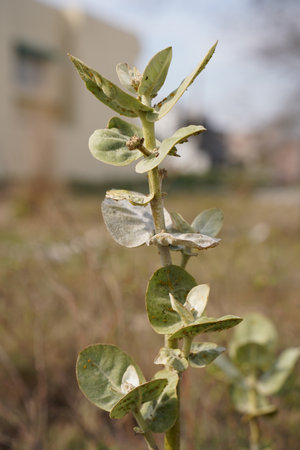 Eucalyptus plant in the garden, closeup of photoの写真素材