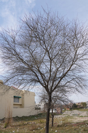 Trees without leaves on the background of the blue sky in winterの写真素材