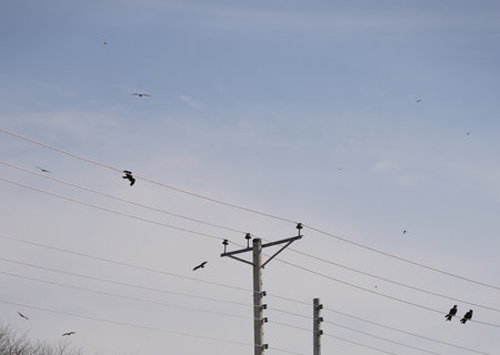 A flock of pigeons sits on a power line against a blue sky.の写真素材