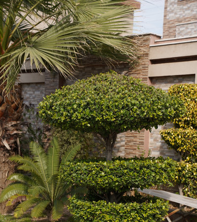 Tropical garden with palm trees and shrubs. Selective focusの写真素材