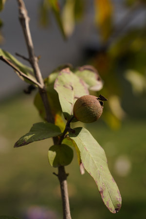 Walnut on a tree branch with green leaves in the garden.の写真素材