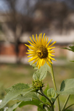 Sunflower. Sunflower blooming in the garden. Sunflower natural background.の写真素材
