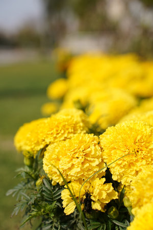 Yellow marigold flowers in the garden. Selective focus.の写真素材