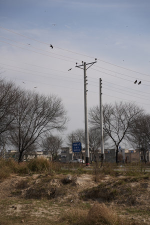 Pigeons flying over a power line in a rural area.の写真素材