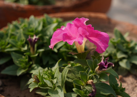Petunia flower in a pot, close-up. Natural background.の写真素材