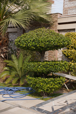 Garden with plants and shrubs in a sunny day in Cyprusの写真素材