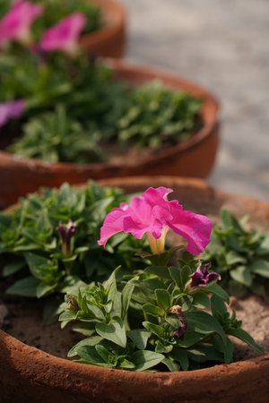 Petunia flowers in terracotta pots on the terrace.の写真素材
