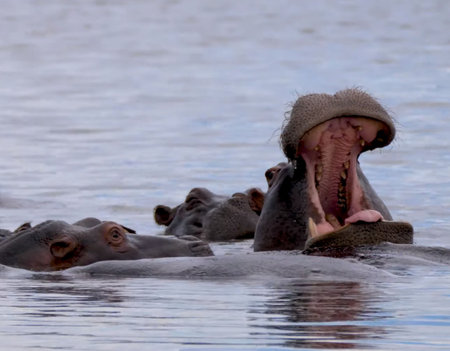 Hippopotamus in Chobe National Park, Botswana, Africaの写真素材