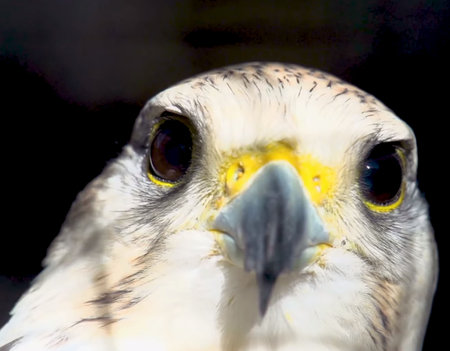 Portrait of a peregrine falcon (Falco peregrinus)の写真素材