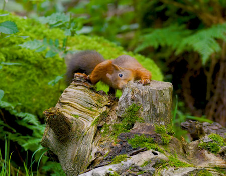 Red squirrel sitting on a log in the forest. Shallow depth of field.の写真素材