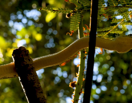 A close up shot of a snake on a branch with blurred backgroundの写真素材