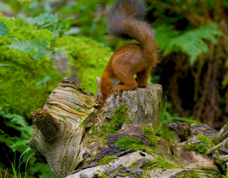 Red squirrel sitting on a stump in the forest and looking at cameraの写真素材