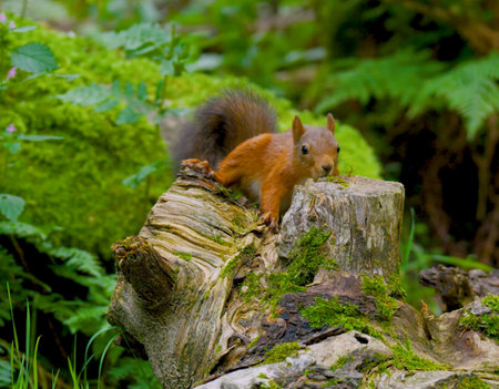 Squirrel in the forest with a nut on a log in the summerの写真素材