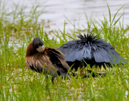 Black Heron (Ardea cinerea) in the Evergladesの写真素材