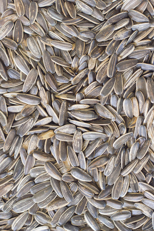 organic sunflower seed for background usesの写真素材