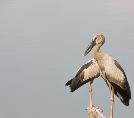 Asian  or Openbilled stork standing on the dried branch with water in backgroundの写真素材