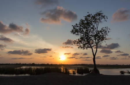 tree at sunsetの写真素材