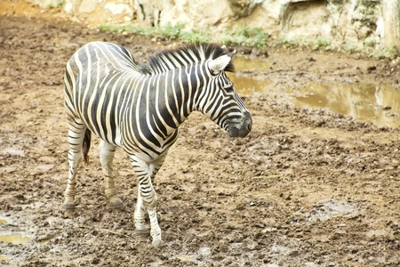 zebra in the zooの写真素材
