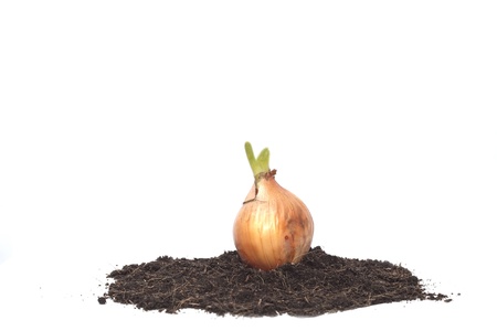 Onion with fresh green sprout isolated on whiteの写真素材