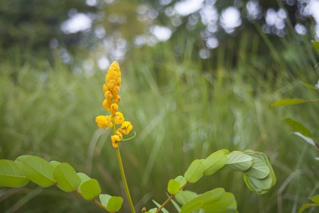 Senna alata, the Candle Bush, is an important medicinal tree as well as an ornamental flowering plantsの写真素材