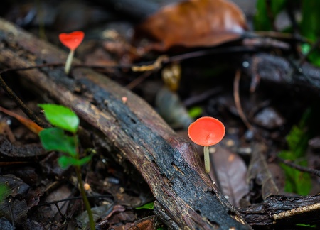 Mushroom Fungi Cup or Fungi Champagne show red cup in rain forestの写真素材