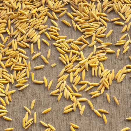 paddy rice seedの写真素材