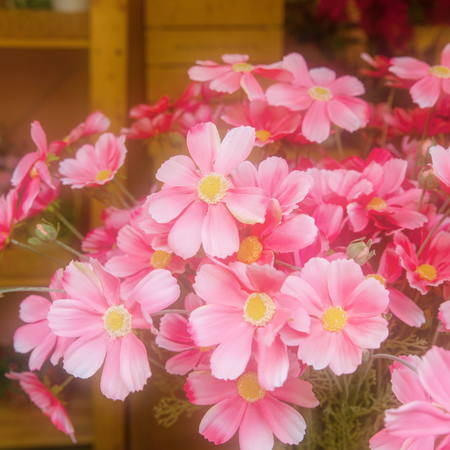 flowers bloomingの写真素材