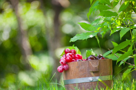 Fruits  in the Basket on green fields.の写真素材
